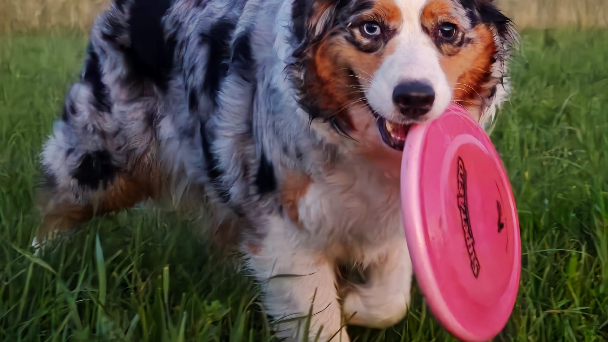 PSIE SPORTY